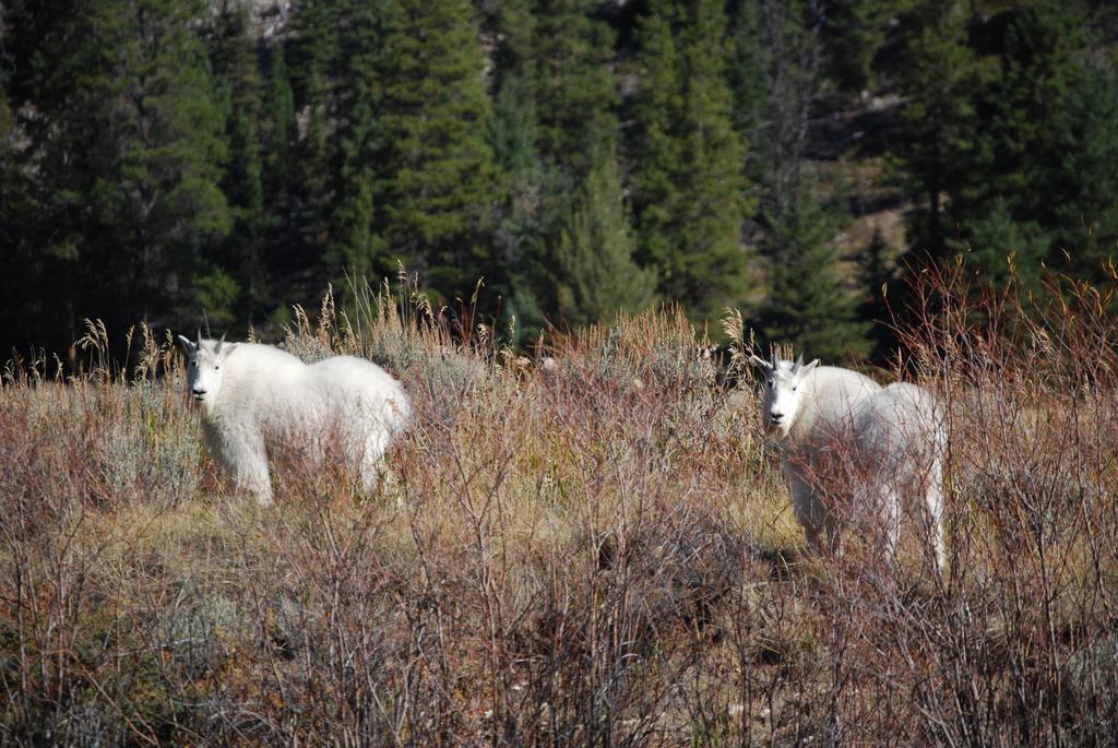Bucks T4 Lodge Big Sky Exteriér fotografie