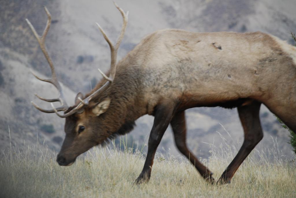 Bucks T4 Lodge Big Sky Exteriér fotografie